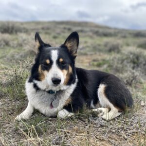 Hayduke, a corgi with black, white, and brown, takes a break in some sagebrush. She looks tired, as though she has been running through the sagebrush for days.
