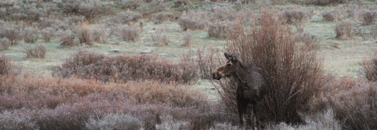 A female moose stands in the midst of a willow stand, with sagebrush in the background. The willows are a reddish brown as if it is fall.