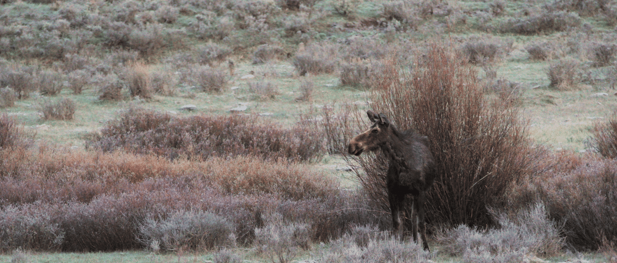 A female moose stands in the midst of a willow stand, with sagebrush in the background. The willows are a reddish brown as if it is fall.