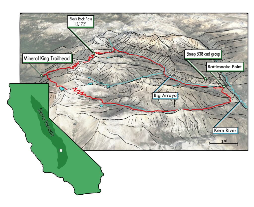 A hand-drawn map of Big Arroyo canyon in the Sierra Nevada mountains. Points of interest include Mineral King trailhead, Black Rock Pass at 12,172', Sheep 538 and their group, Rattlesnake Point, and the Kern River. 