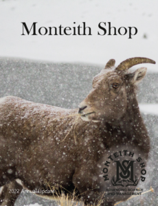 Image shows a female bighorn sheep with grass hanging out of her mouth while it snows.