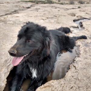 A black dog with long hair cools off in a spot of water in a rock crack.