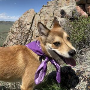 A brown dog with a bandana around her neck stands in front of a rock outcroup.
