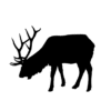 A black silhouette of a bull elk leaning toward the ground.