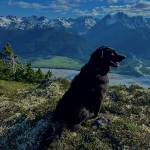 A black dog looks majestically over an Alaskan landscape.