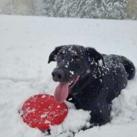 Koda A black dog with his tongue out sits in the snow, holding a red frisbee.
