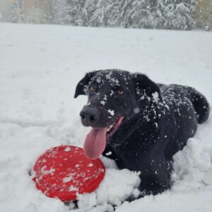A black dog with his tongue out sits in the snow, holding a red frisbee.