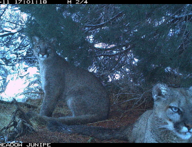 A game camera image shows two mountain lions under a tree: one is laying near the camera, the other sitting and looking at the camera.