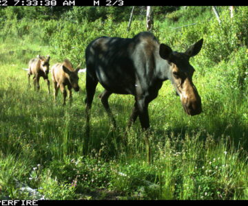 A game camera image shows a mother moose and two calves walking through greenery.
