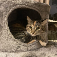Remi (not a dog) A brown cat with an orange streak on her forehead reclines in a cozy cat tower.