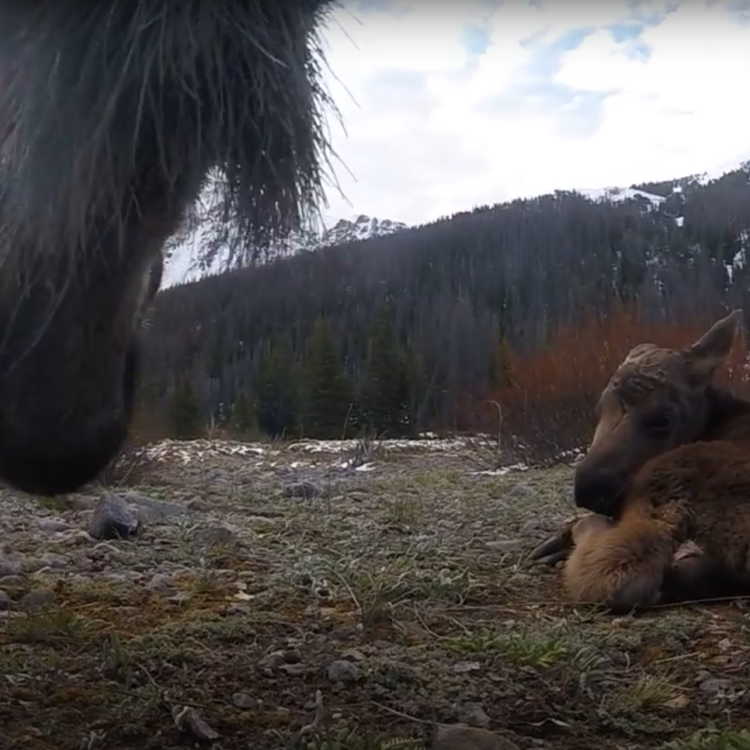 A camera collar image shows the chin of a female moose and her orange calf laying in front of her.