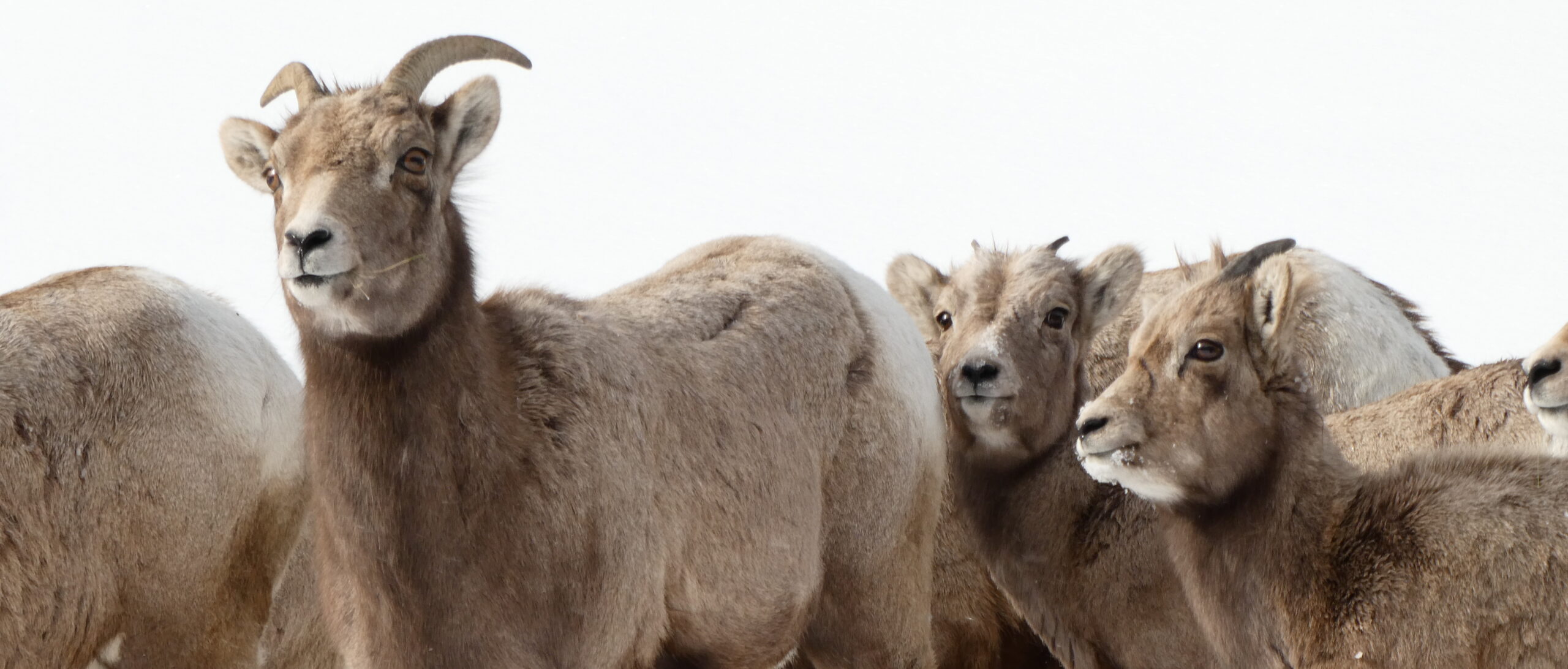 A female bighorn sheep with two lambs behind her.