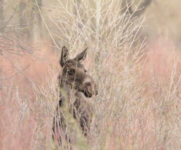 A female moose peers through sparse branches.