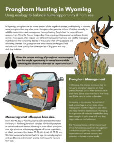 Screenshot of the pronghorn brief. Includes text introducing the role that pronghorn play in Wyoming, how we measured what influences horn size, and what pronghorn management in Wyoming looks like. Includes images of someone measuring pronghorn horns and a pronghorn.