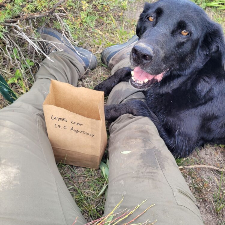 koda-resized