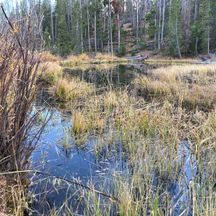 landscape_resized
