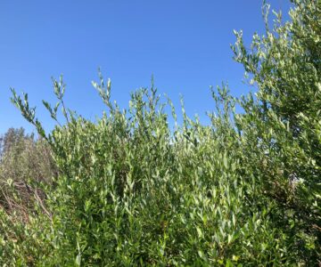 willow-resize